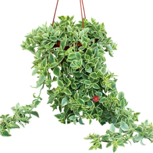 Аптения серцелистная Variegata Аптения серцелистная Variegata