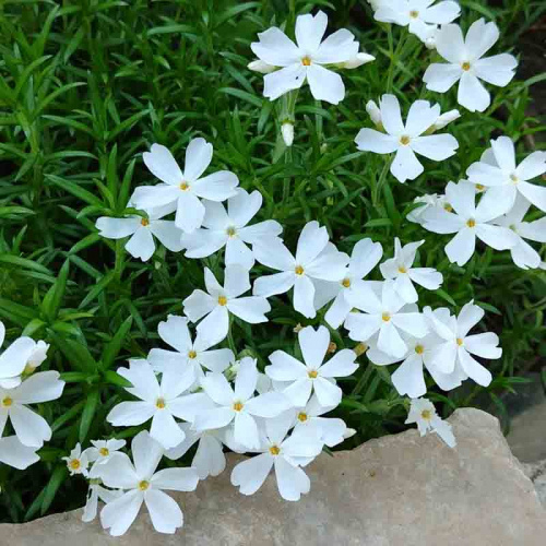 Флокс шиловидный White Delight 2022 фото 2