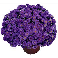 Астра ново-бельгийская Henry I Purple