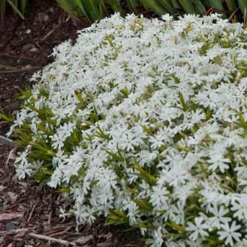 Флокс шиловидный White Delight 2022