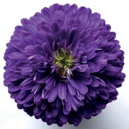 Астра ново-бельгийская Henry I Purple фото 2