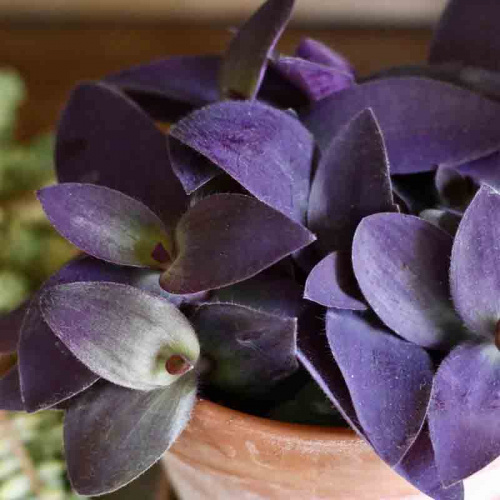 Традесканция бледная Purpurea Традесканция бледная Purpurea