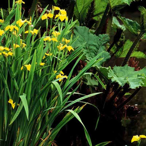 Ирис болотный Flore Plena (2022) фото 3