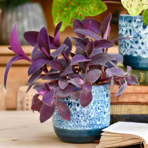 Традесканция бледная Purpurea фото 2 Традесканция бледная Purpurea фото 2