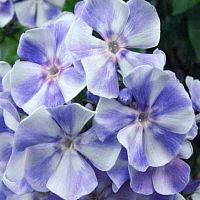 Флокс метельчатый Гжель Макси