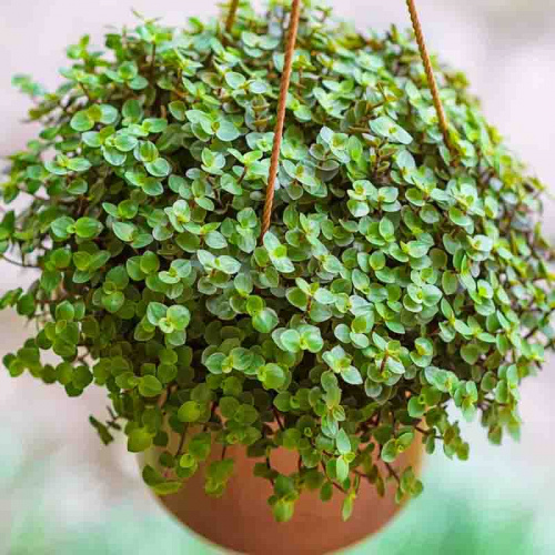 Каллизия ползучая Turtle Vine